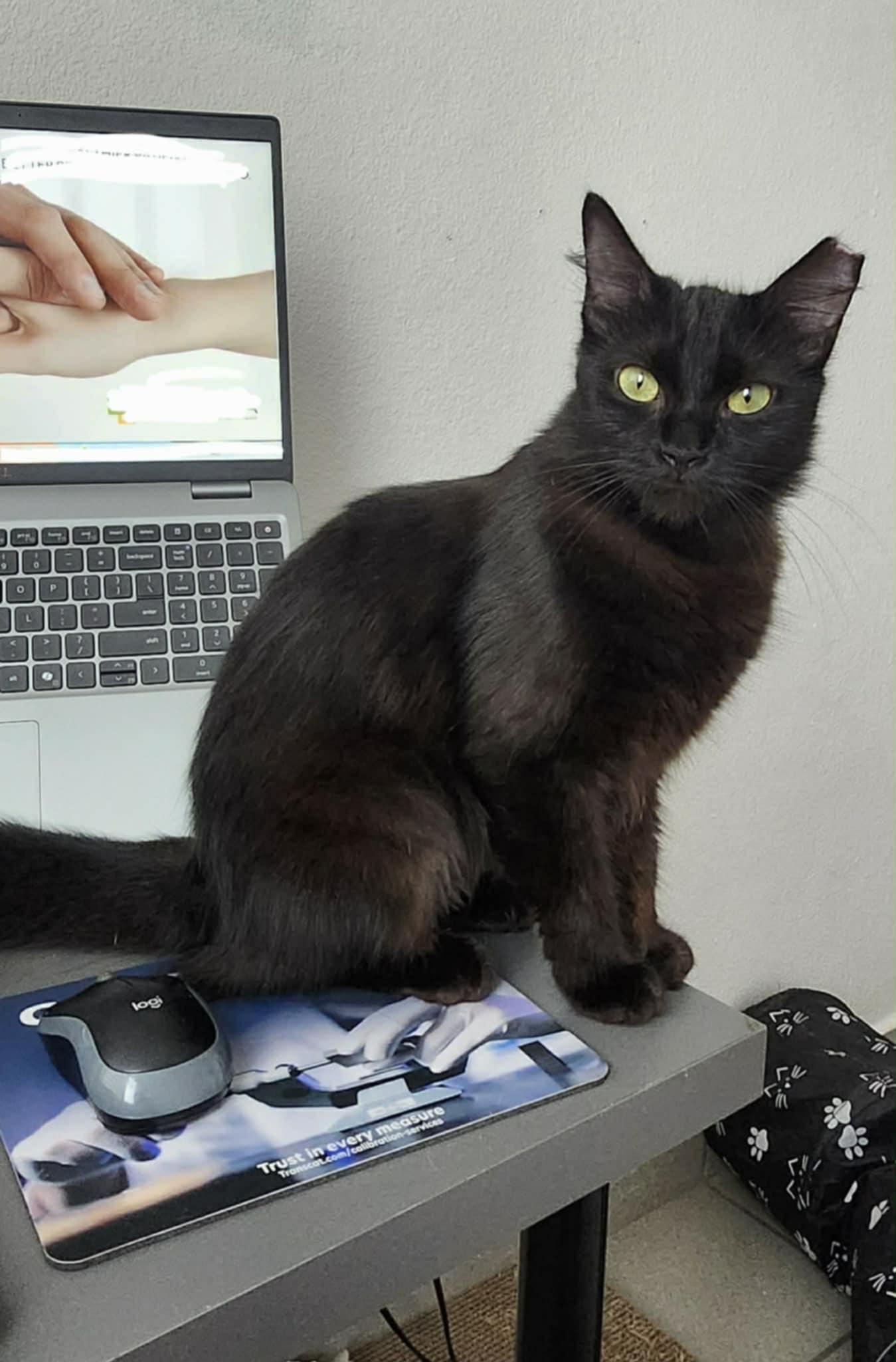 Enlarge Kaleena and Yuka, a ADOPTABLE Domestic Medium Hair in Sudbury, MA image 3/6