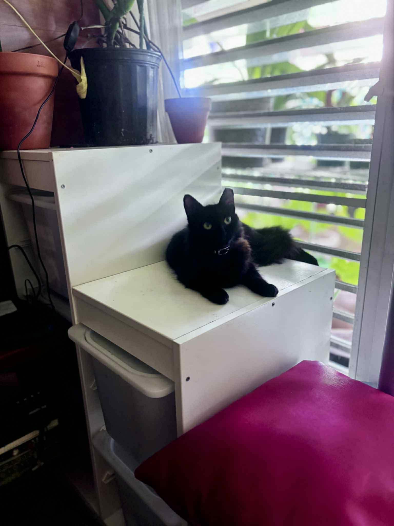 Enlarge Kaleena and Yuka, a ADOPTABLE Domestic Medium Hair in Sudbury, MA image 2/6