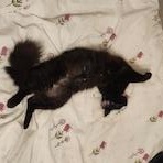 Enlarge Kaleena and Yuka, a ADOPTABLE Domestic Medium Hair in Sudbury, MA image 4/6