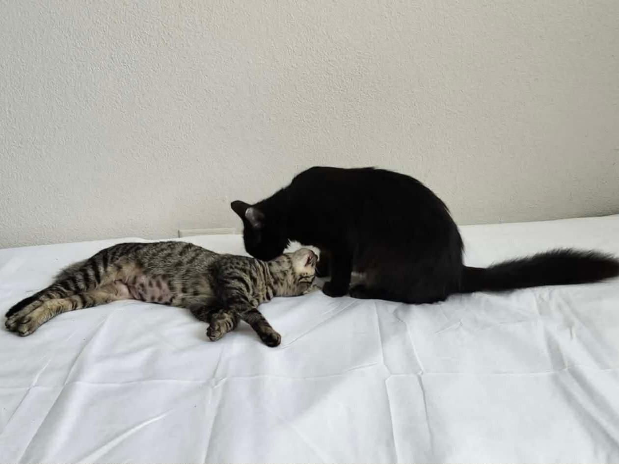 Kaleena and Yuka, ADOPTABLE, Young Female Domestic Medium Hair.