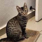 Enlarge Kaleena and Yuka, a ADOPTABLE Domestic Medium Hair in Sudbury, MA image 5/6