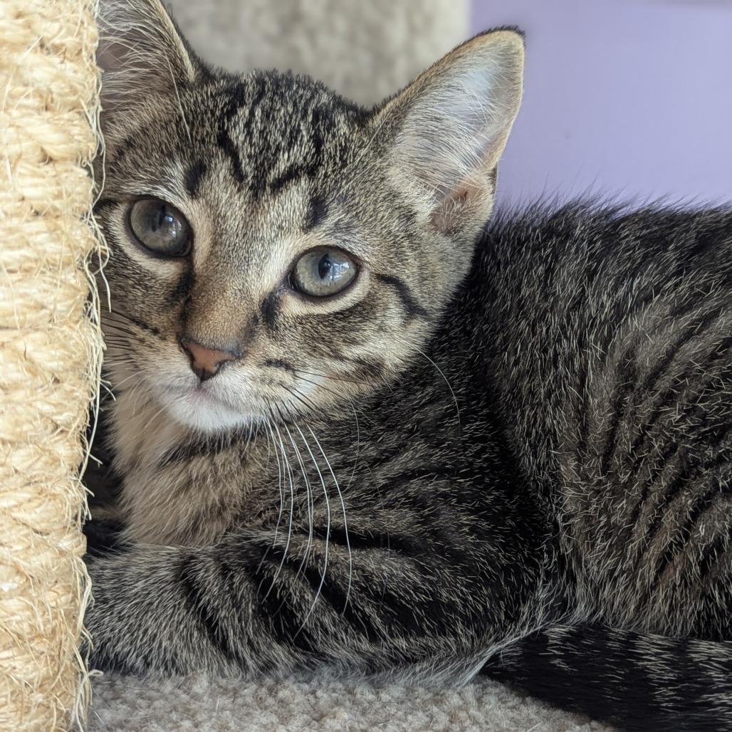 Patriot, ADOPTABLE, Kitten Male Domestic Short Hair.