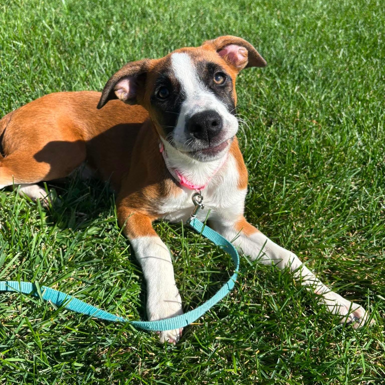 Enlarge Cleo, a ADOPTABLE Mixed Breed in Yaphank, NY image 1/6