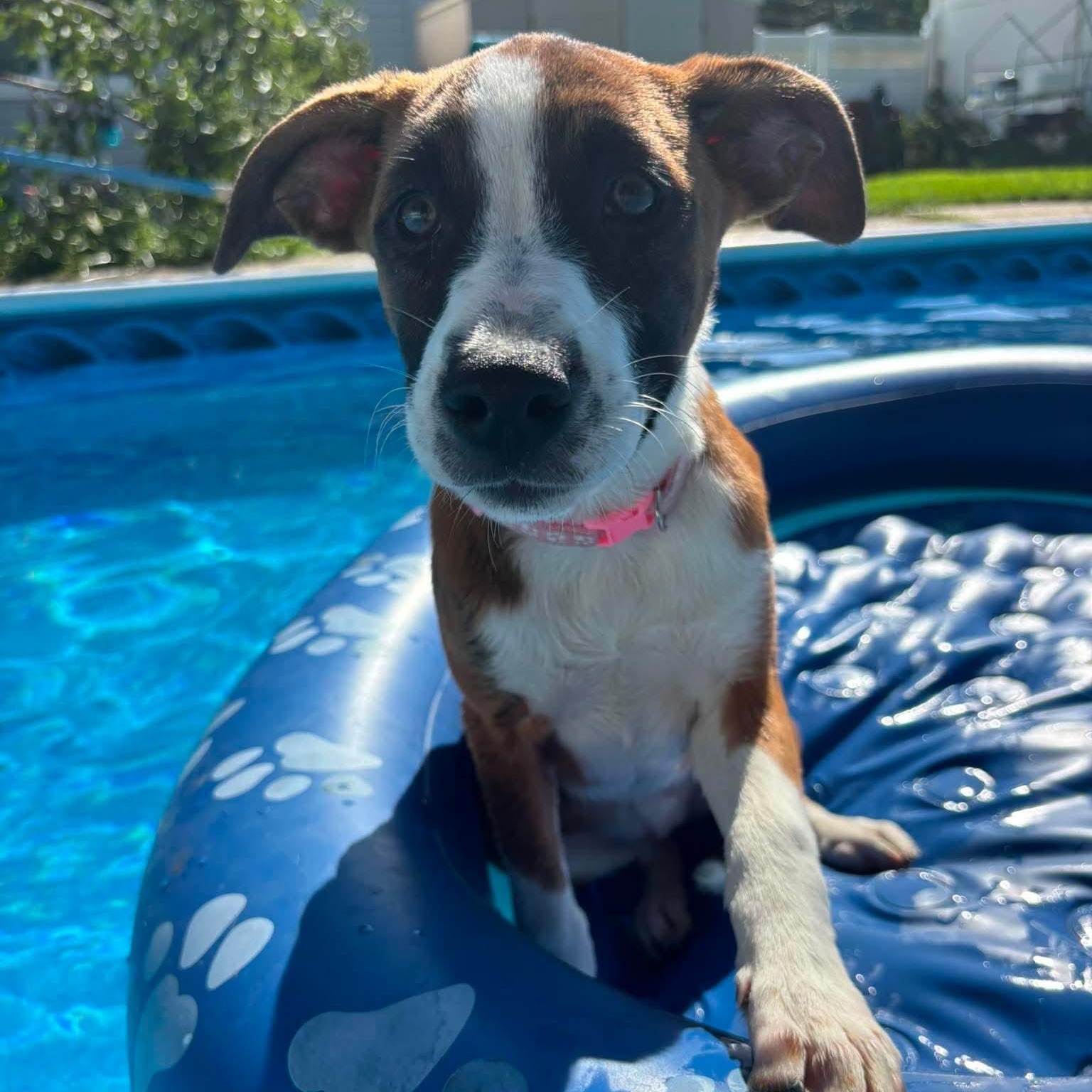 Enlarge Cleo, a ADOPTABLE Mixed Breed in Yaphank, NY image 5/6