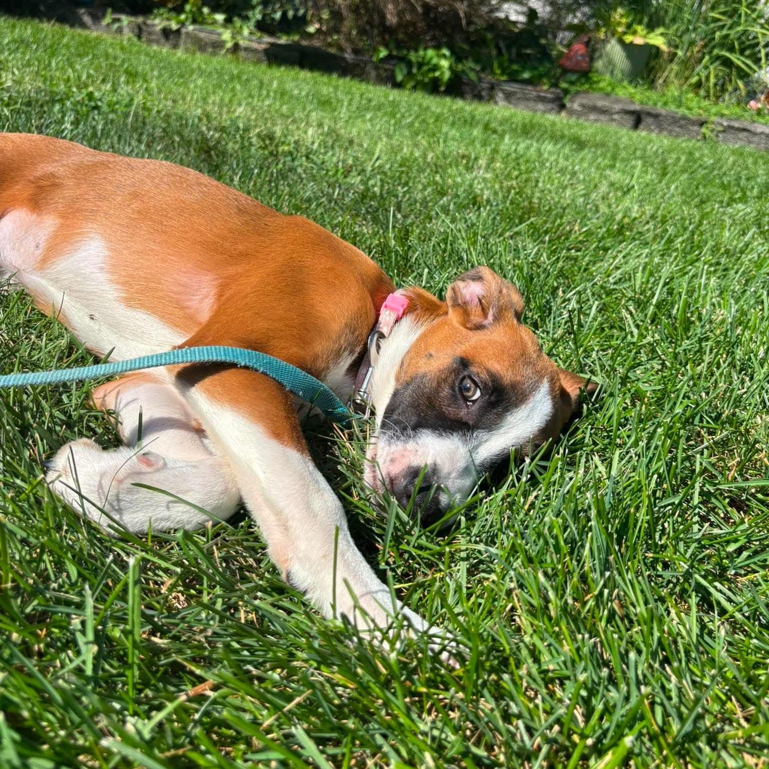 Enlarge Cleo, a ADOPTABLE Mixed Breed in Yaphank, NY image 2/6