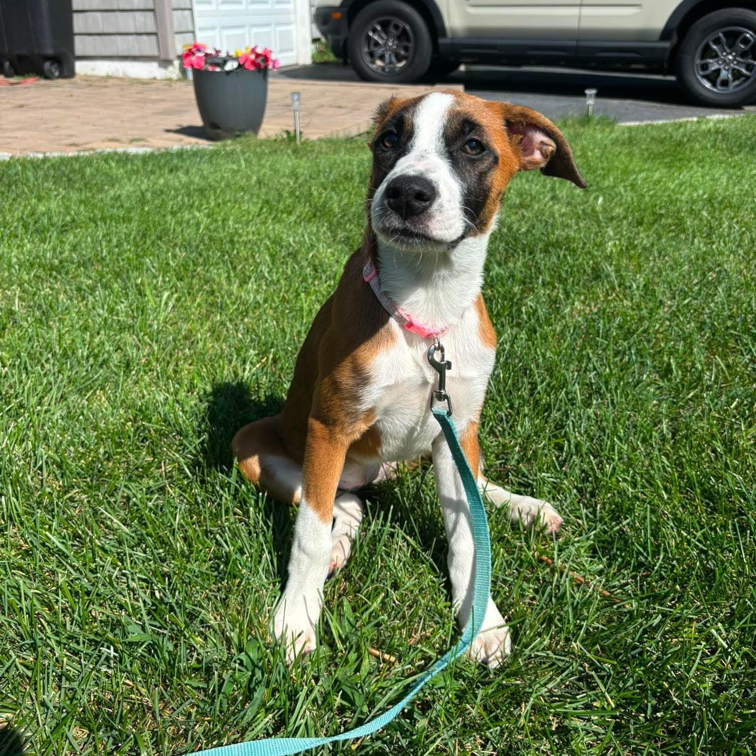 Enlarge Cleo, a ADOPTABLE Mixed Breed in Yaphank, NY image 6/6
