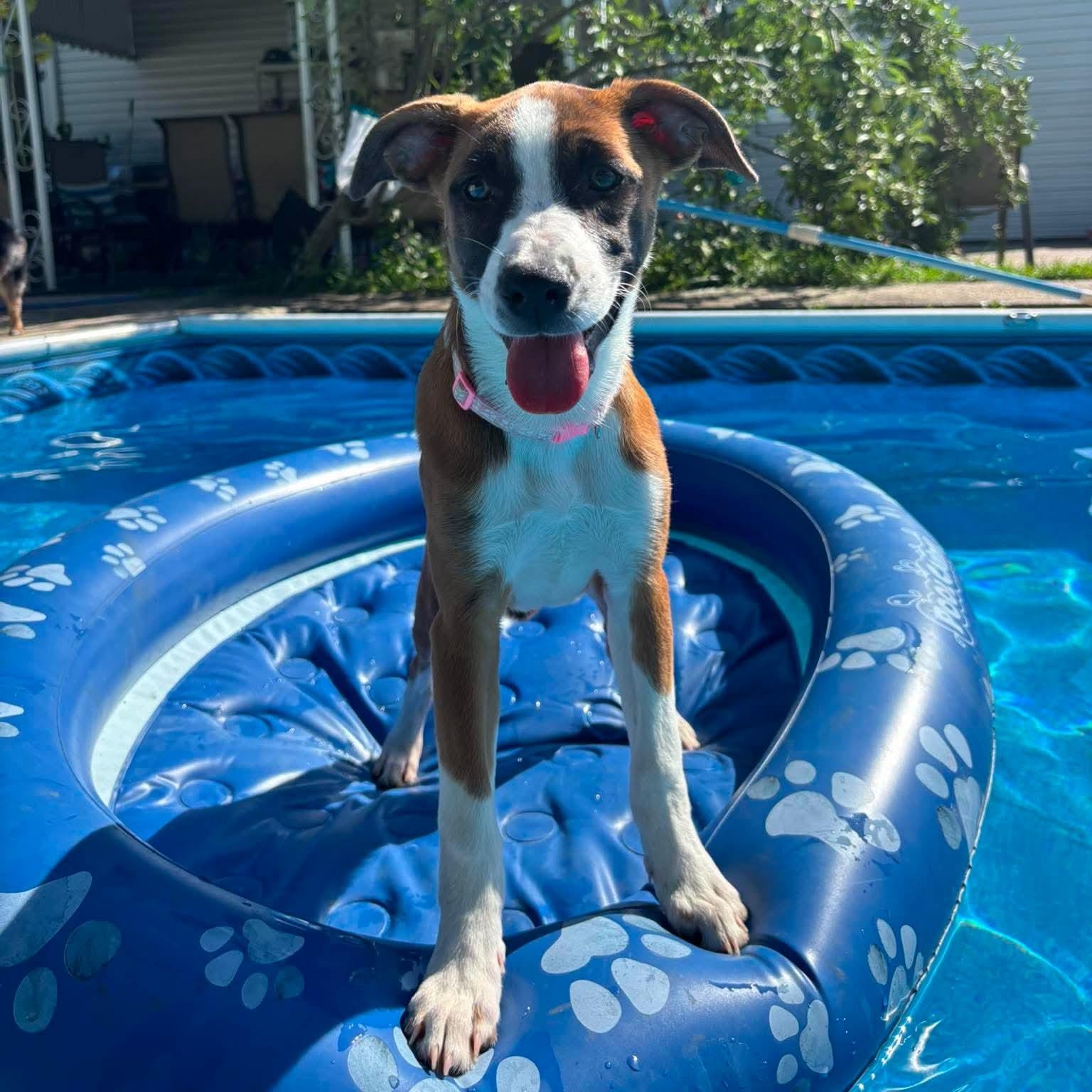 Enlarge Cleo, a ADOPTABLE Mixed Breed in Yaphank, NY image 4/6