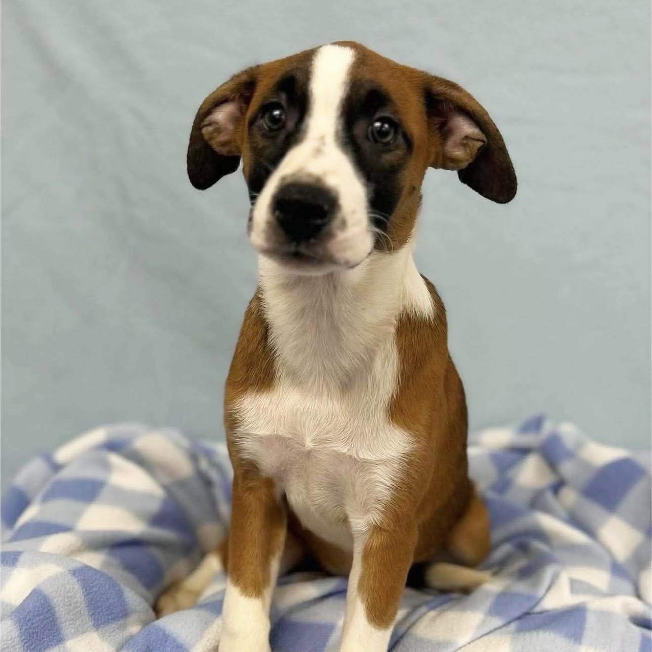 Enlarge Cleo, a ADOPTABLE Mixed Breed in Yaphank, NY image 3/6