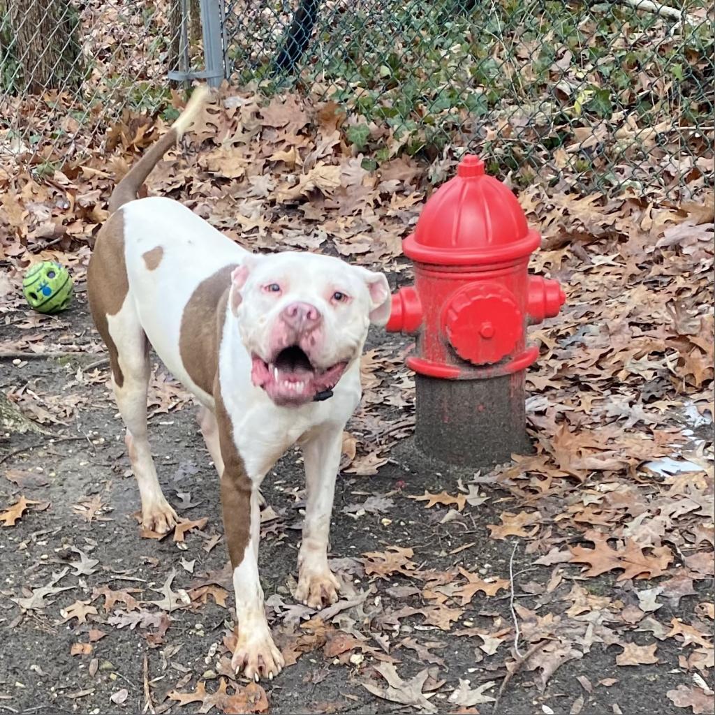 Bates, Adoptable, Adult Male Pit Bull Terrier.