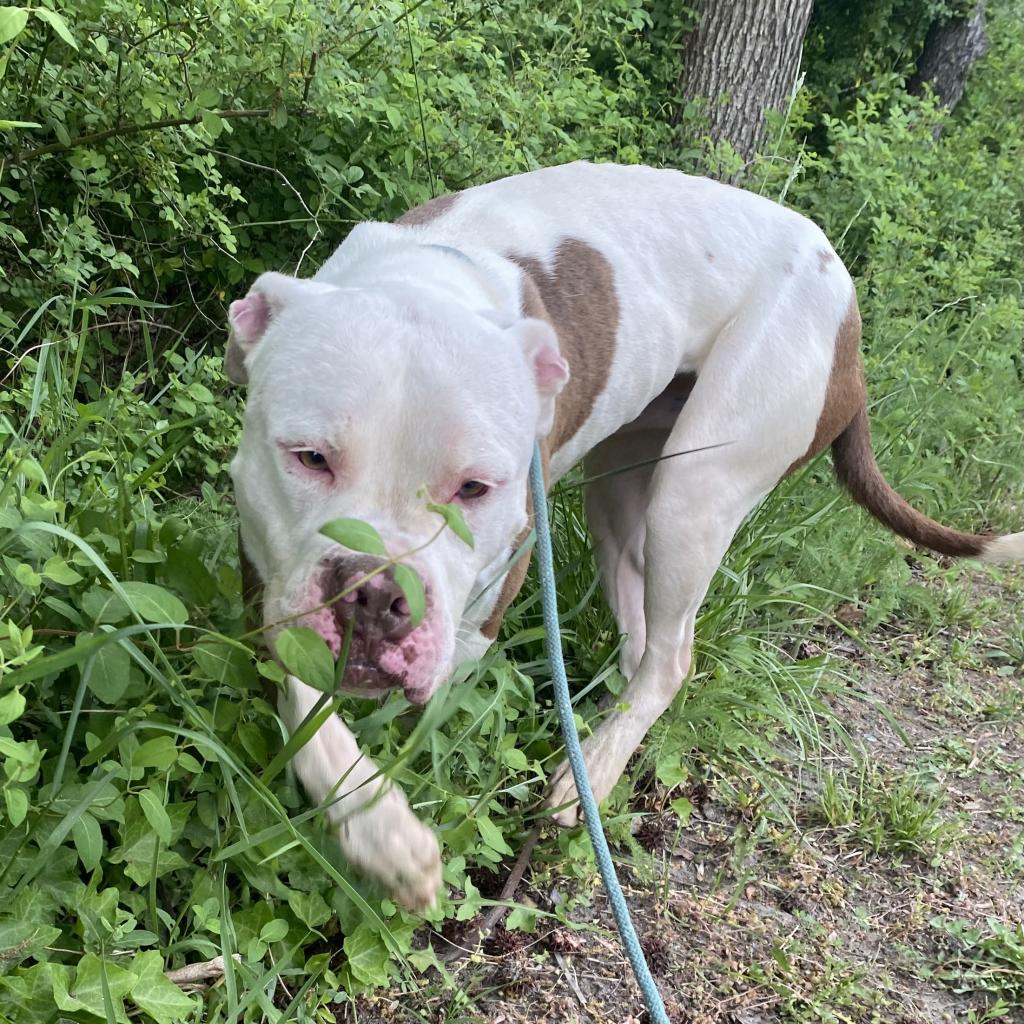 Enlarge Bates, a Adoptable Pit Bull Terrier in Lindenwold, NJ image 1/6