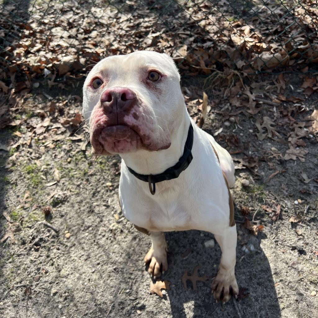 Enlarge Bates, a Adoptable Pit Bull Terrier in Lindenwold, NJ image 2/6