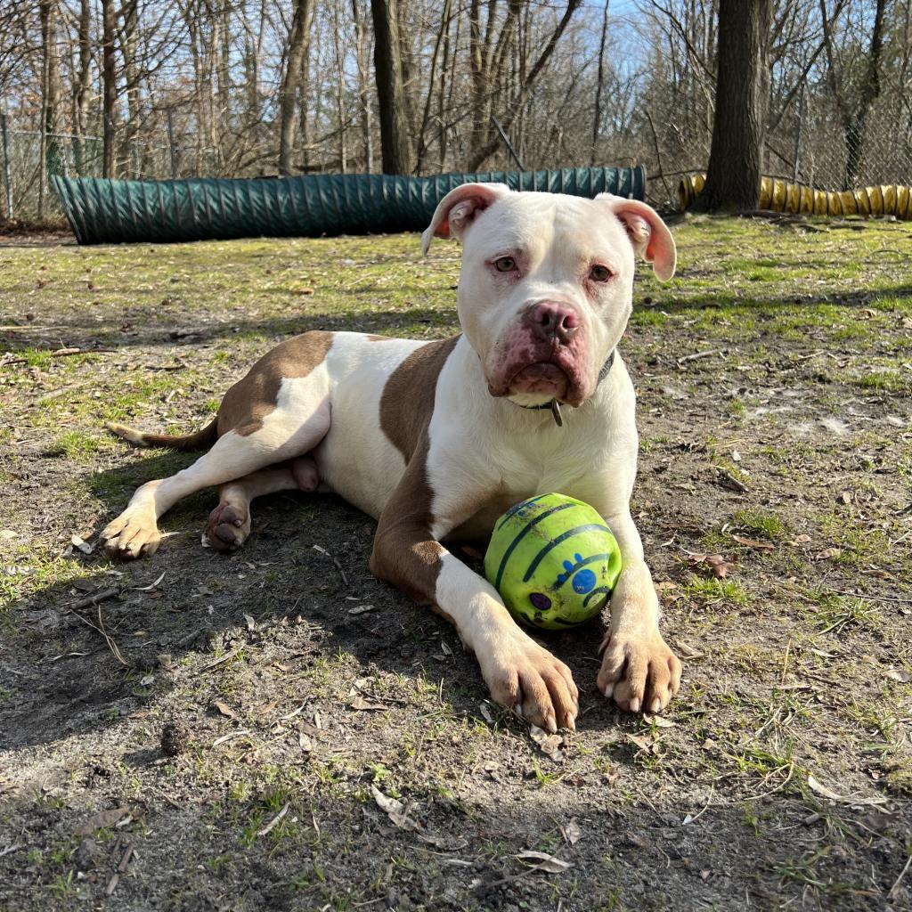 Enlarge Bates, a Adoptable Pit Bull Terrier in Lindenwold, NJ image 3/6