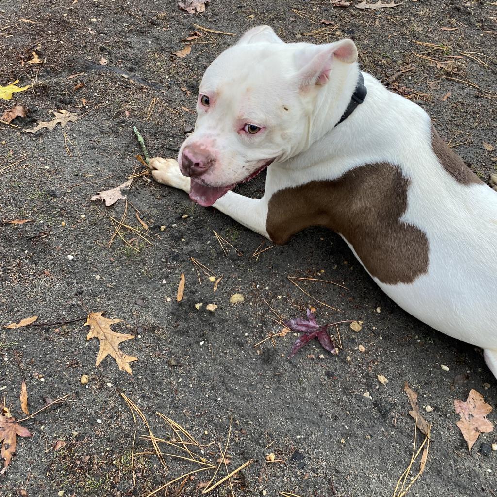 Enlarge Bates, a Adoptable Pit Bull Terrier in Lindenwold, NJ image 5/6