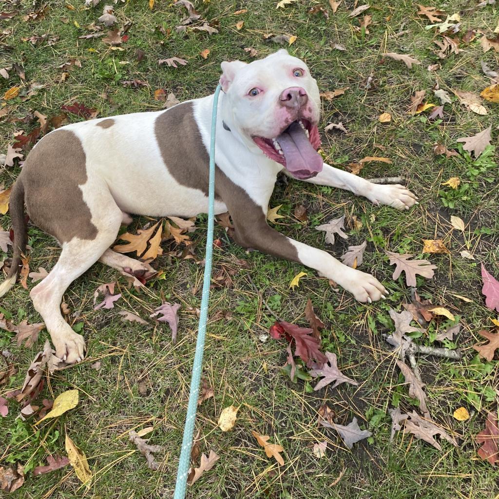 Enlarge Bates, a Adoptable Pit Bull Terrier in Lindenwold, NJ image 6/6