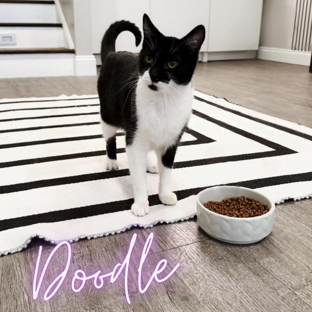 Doodle, adopted, Adult Female Tuxedo.