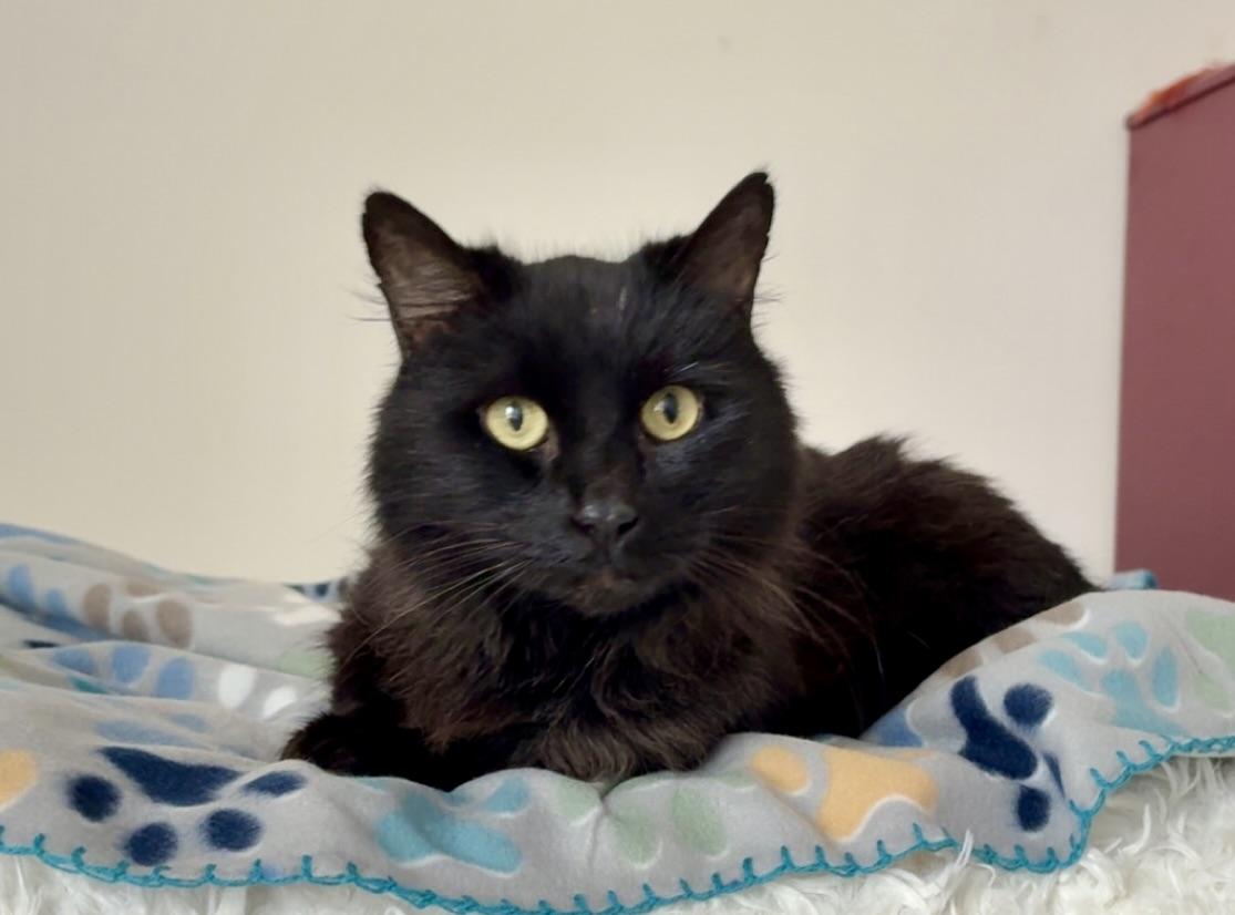 Enlarge Raven, an adopted Domestic Medium Hair in BLACK MOUNTAIN, NC image 1/3
