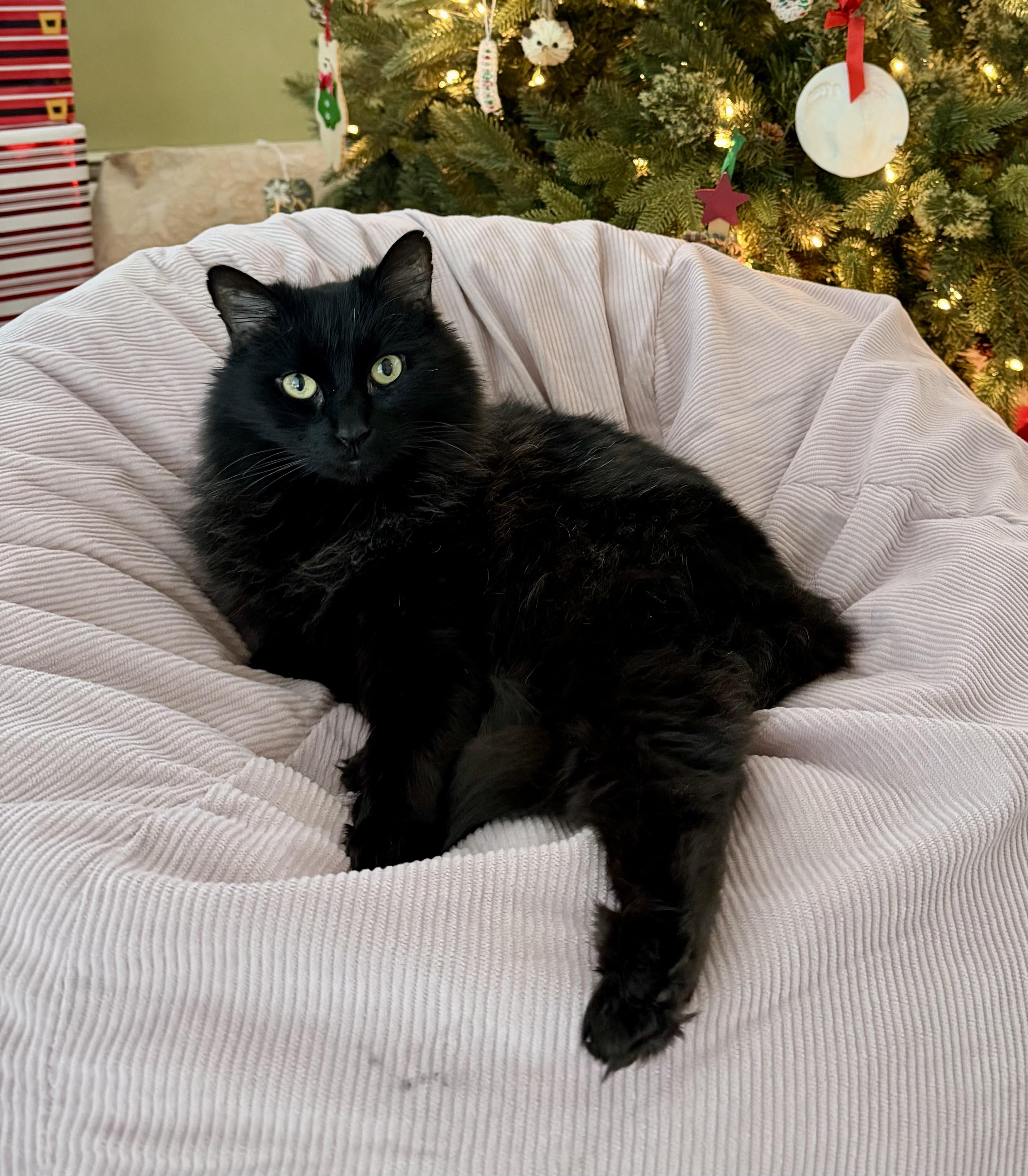 Enlarge Raven, an adopted Domestic Medium Hair in BLACK MOUNTAIN, NC image 2/3