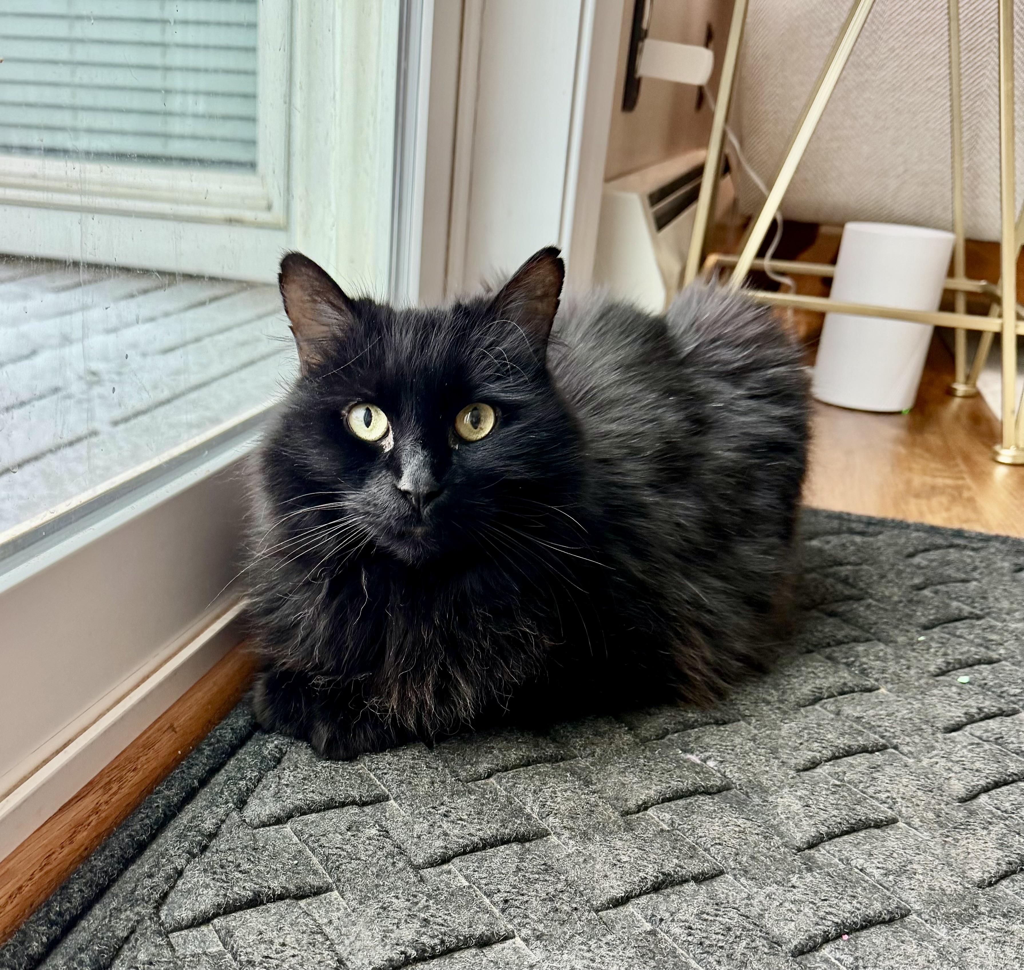 Enlarge Raven, an adopted Domestic Medium Hair in BLACK MOUNTAIN, NC image 3/3