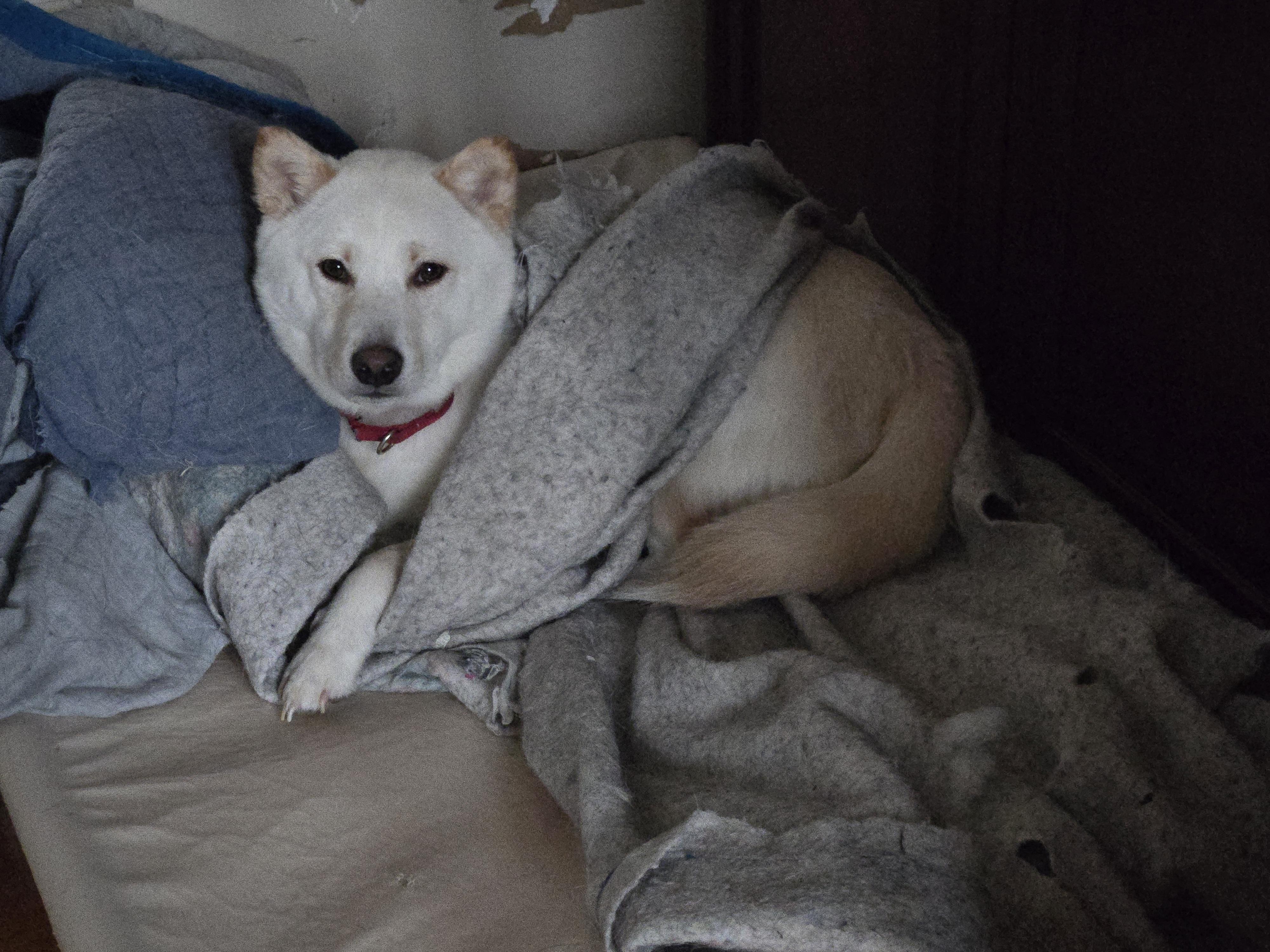Enlarge Nugget, a Adopted Shiba Inu in Concord, OH image 1/4