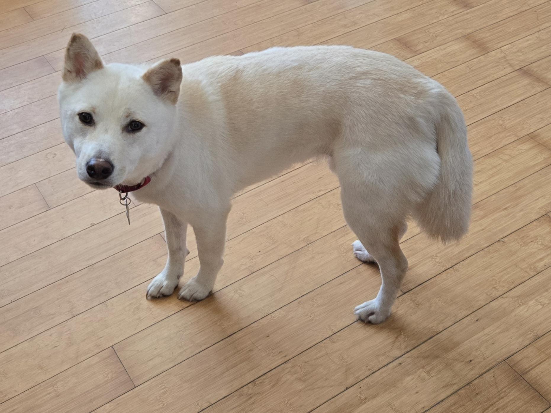 Enlarge Nugget, a Adopted Shiba Inu in Concord, OH image 2/4