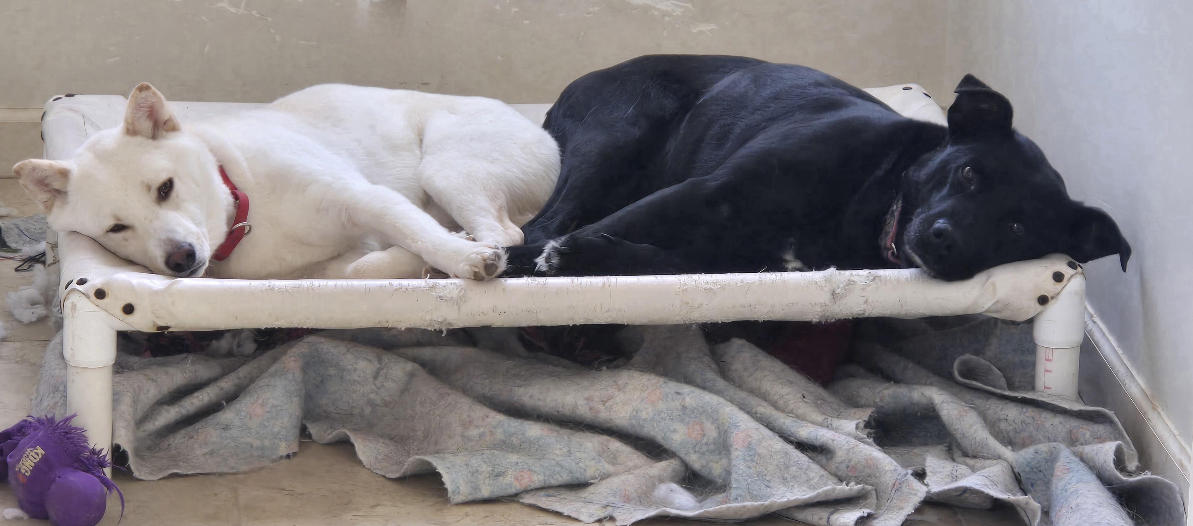 Enlarge Nugget, a Adopted Shiba Inu in Concord, OH image 3/4