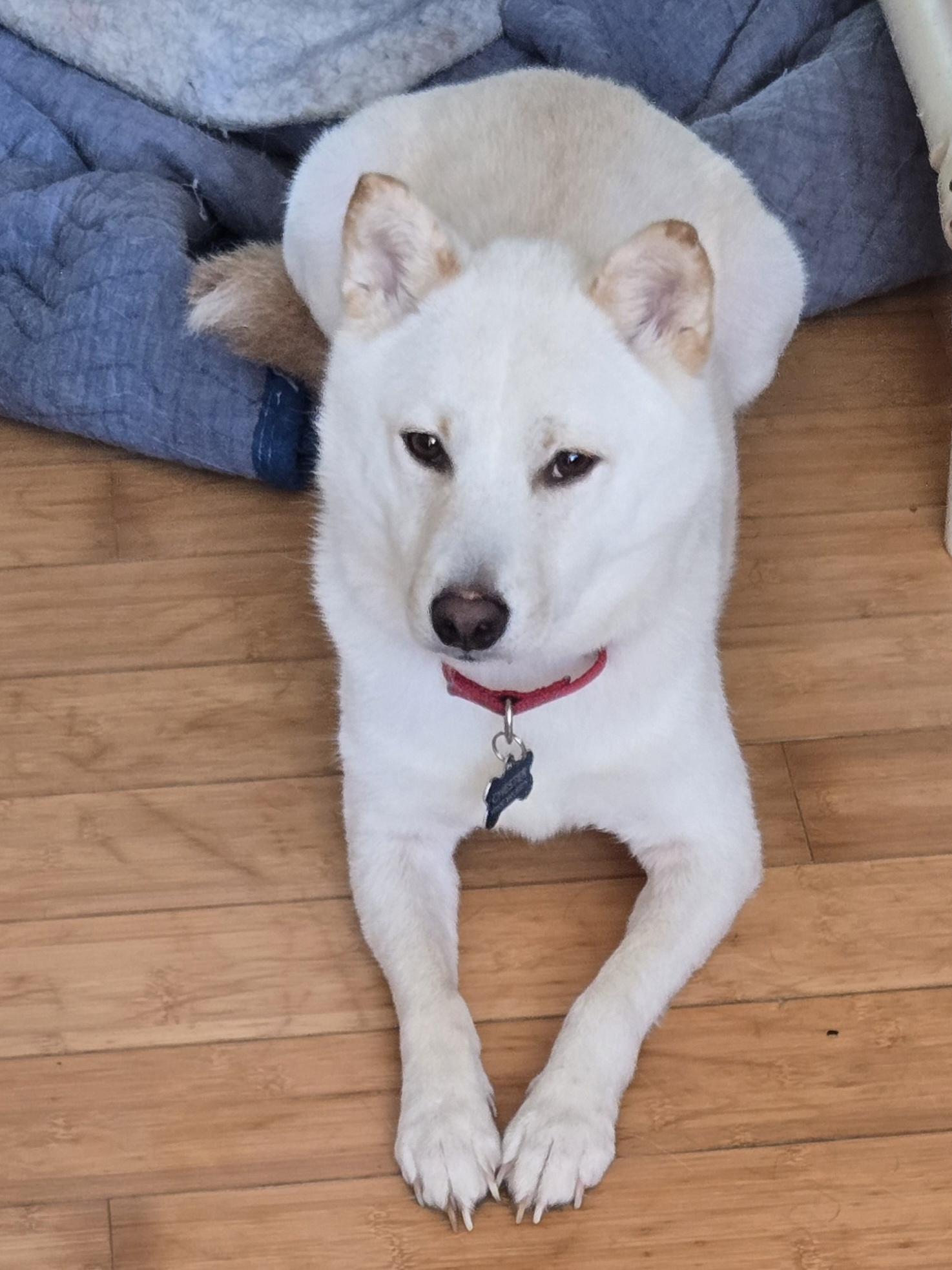 Enlarge Nugget, a Adopted Shiba Inu in Concord, OH image 4/4