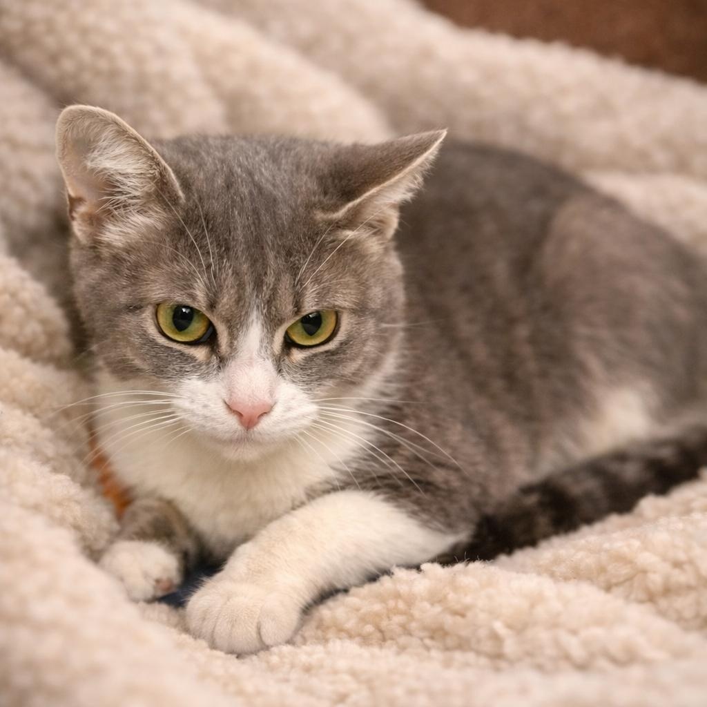 GLADYS, adopted, Adult Female Domestic Medium Hair.