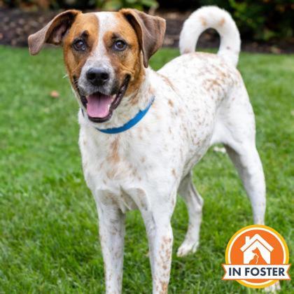 Archie, a Adoptable mixed breed in Merriam, KS image 1/3