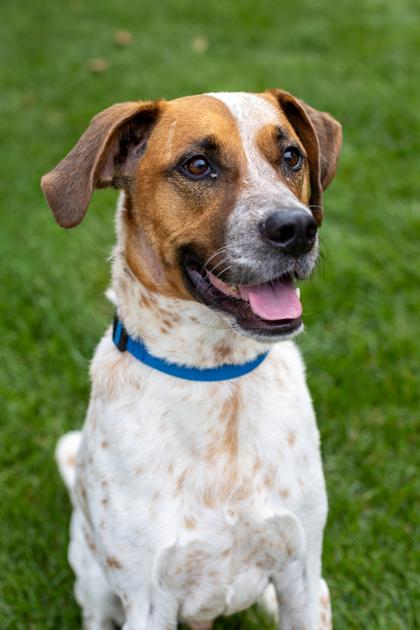 Archie, a Adoptable mixed breed in Merriam, KS image 2/3
