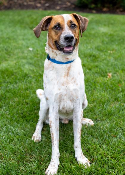 Archie, a Adoptable mixed breed in Merriam, KS image 3/3
