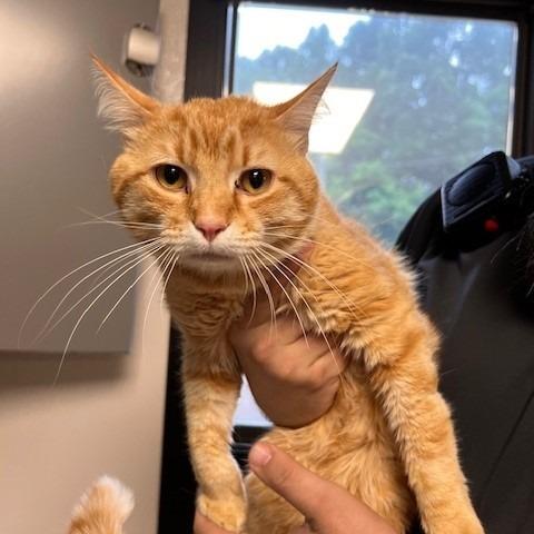 CHUM CHUM-30754, Adoptable, Adult Male Domestic Short Hair.