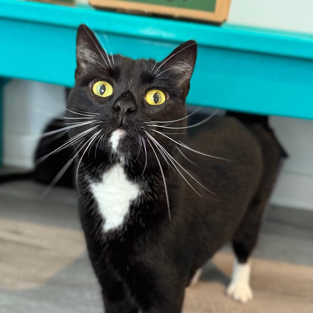 Idaho, Adoptable, Adult Female Domestic Short Hair.