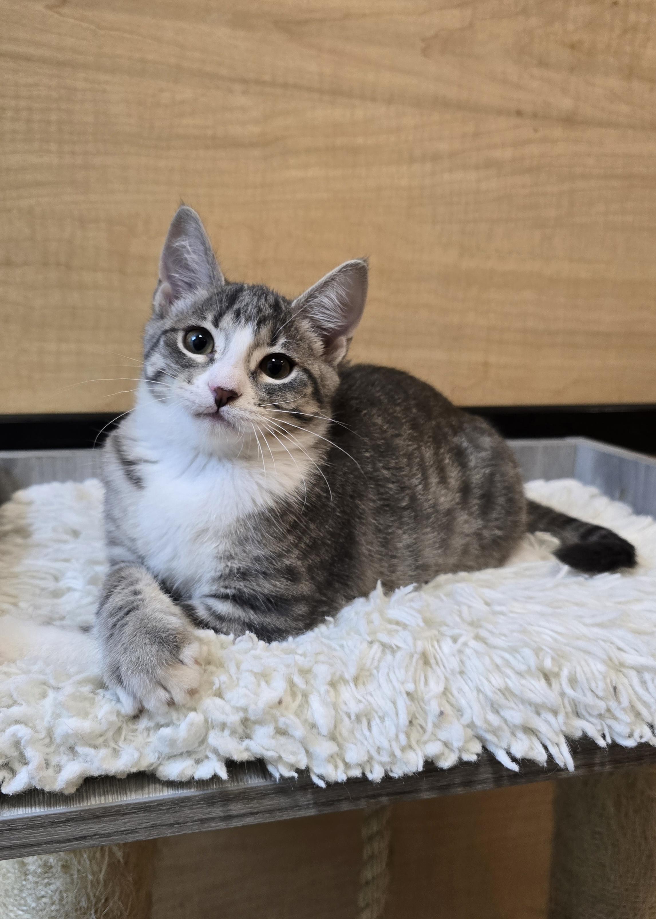 Rue, adopted, Kitten Female Tabby & Domestic Short Hair.