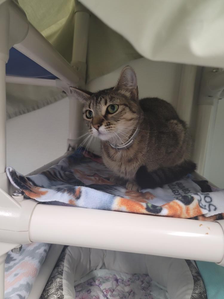 Roo, Adoptable, Adult Female Domestic Short Hair.