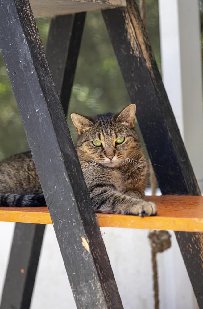 Enlarge Roo, a Adoptable mixed breed in Fort Walton Beach, FL image 2/2