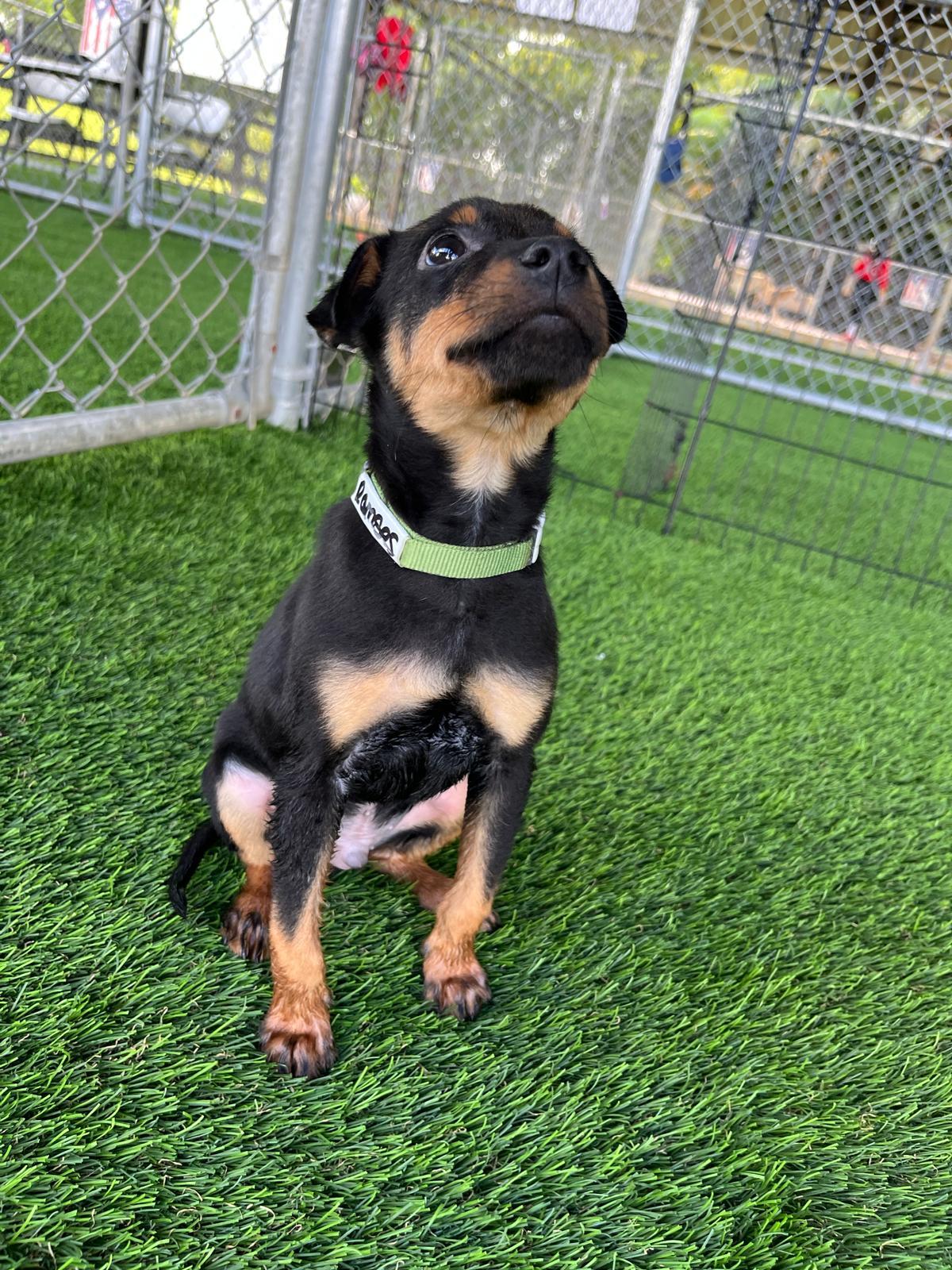 Ramses, a Adoptable mixed breed in Brooklyn, NY image 1/6