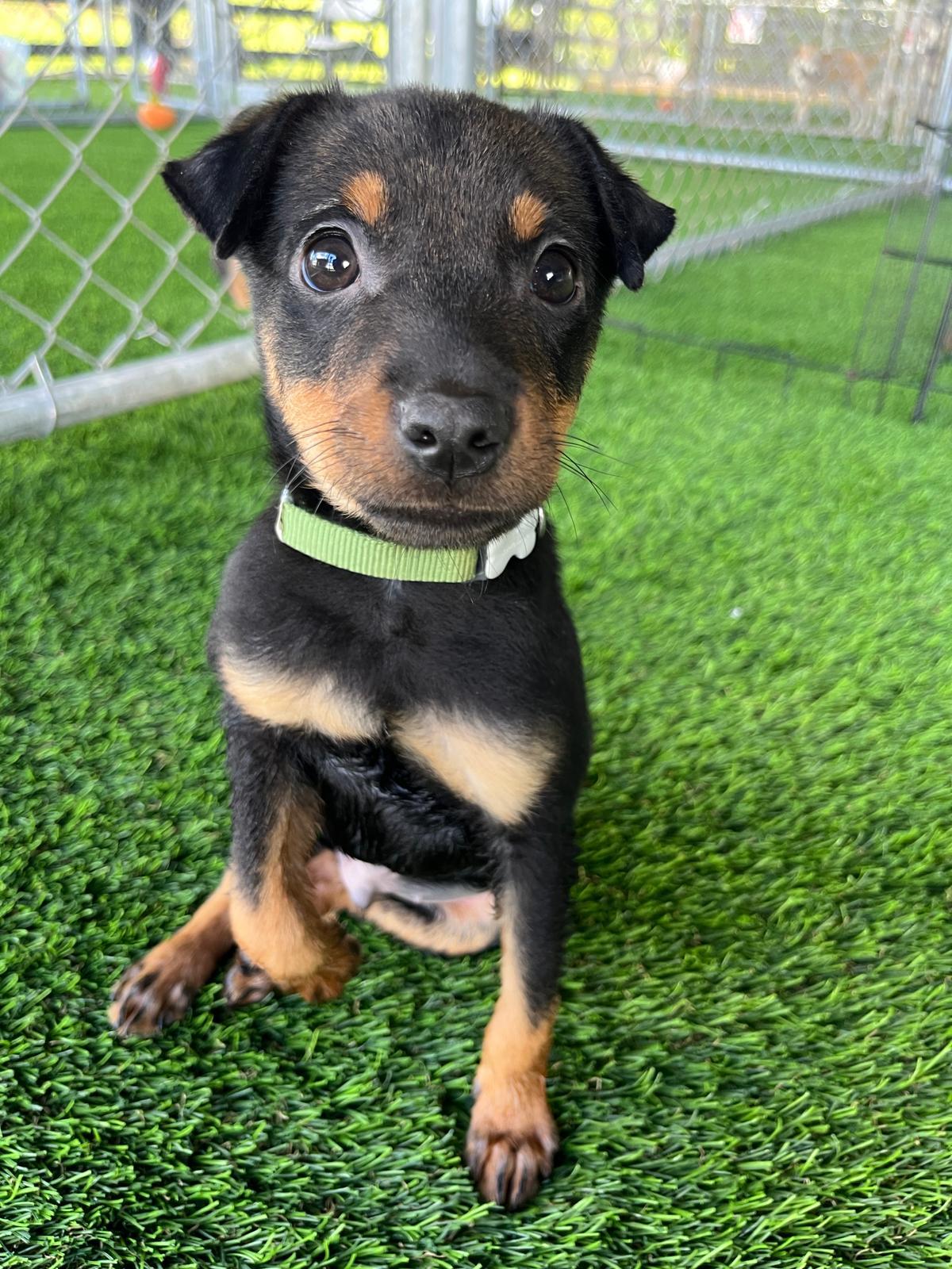Ramses, a Adoptable mixed breed in Brooklyn, NY image 2/6