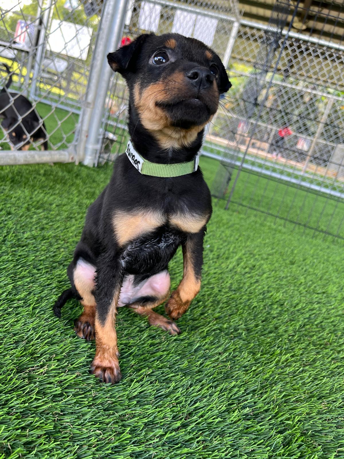 Ramses, a Adoptable mixed breed in Brooklyn, NY image 3/6