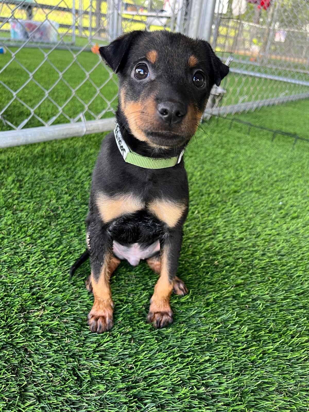 Ramses, a Adoptable mixed breed in Brooklyn, NY image 4/6