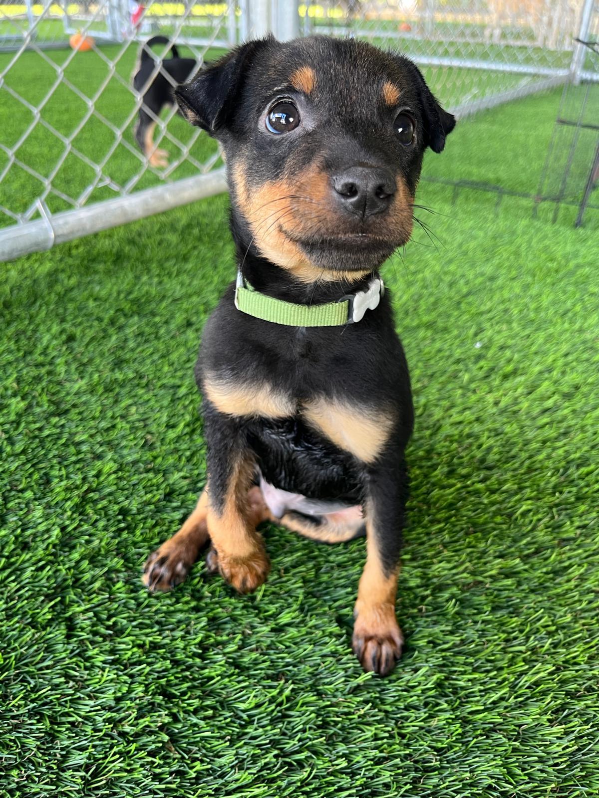 Ramses, a Adoptable mixed breed in Brooklyn, NY image 5/6