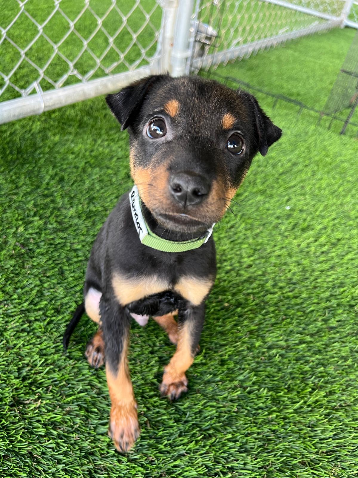 Ramses, a Adoptable mixed breed in Brooklyn, NY image 6/6