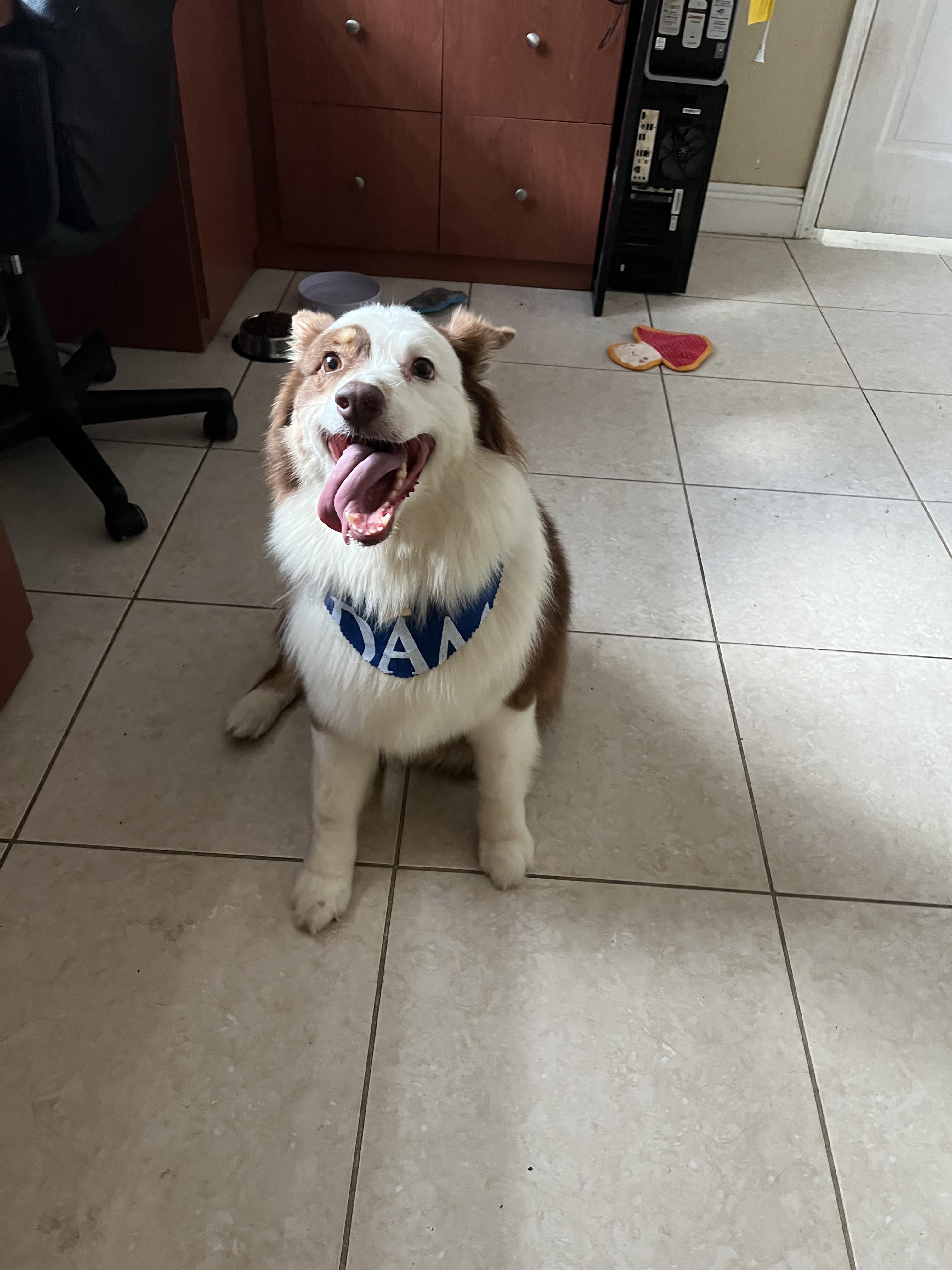 Sadie, adopted, Young Female Australian Shepherd.