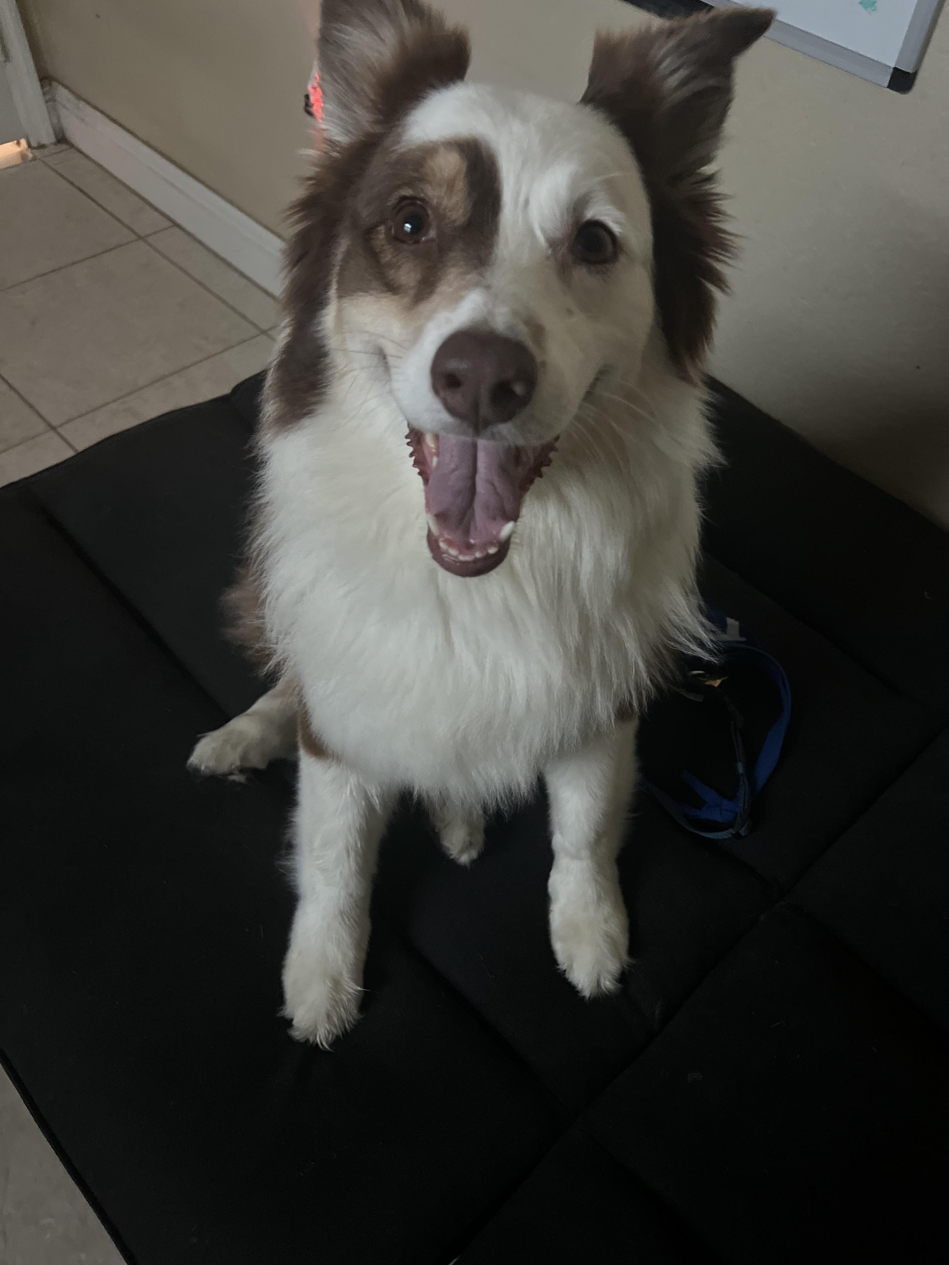 Sadie, an adopted Australian Shepherd in Islamorada, FL image 2/4