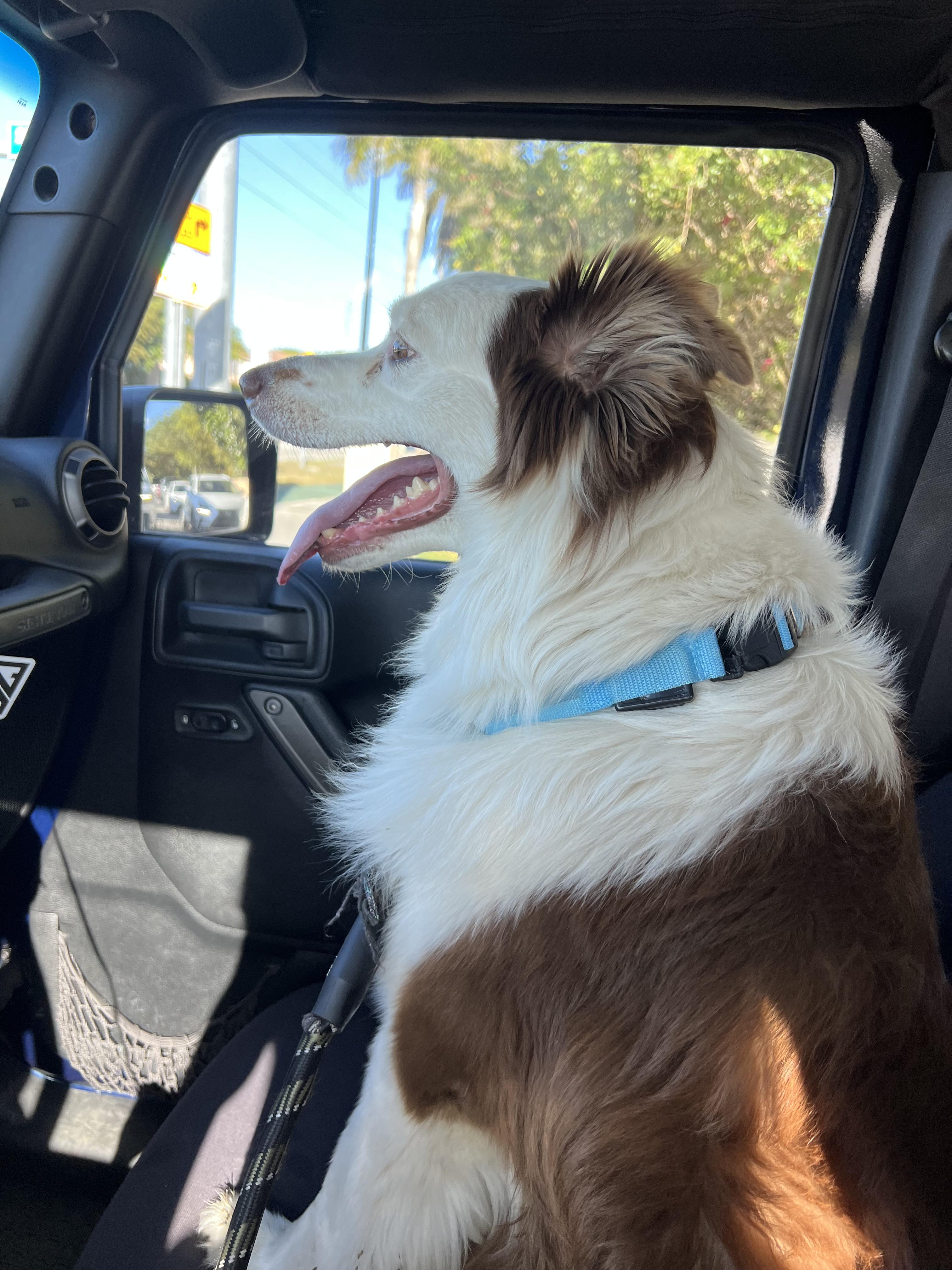 Sadie, an adopted Australian Shepherd in Islamorada, FL image 4/4