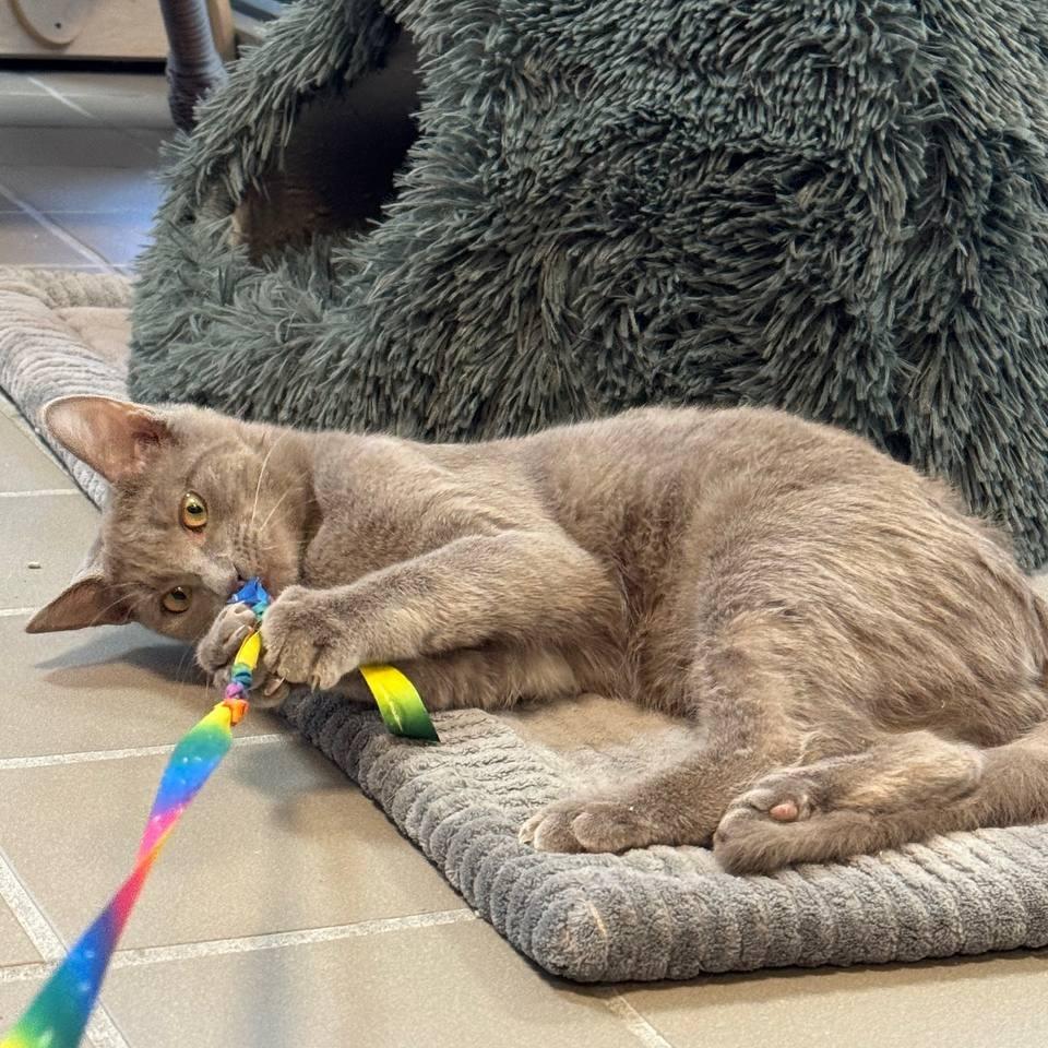 Enlarge Darcy, a Adoptable Domestic Short Hair in Westhampton, NY image 1/6