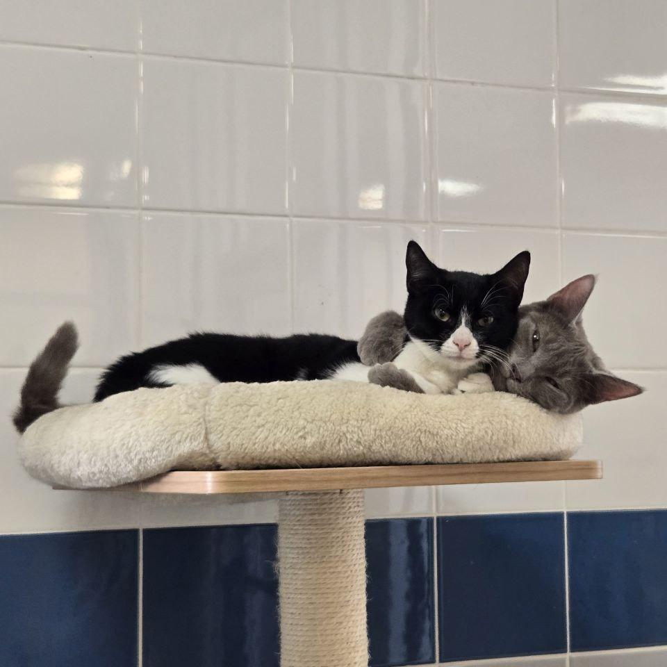 Enlarge Darcy, a Adoptable Domestic Short Hair in Westhampton, NY image 2/6