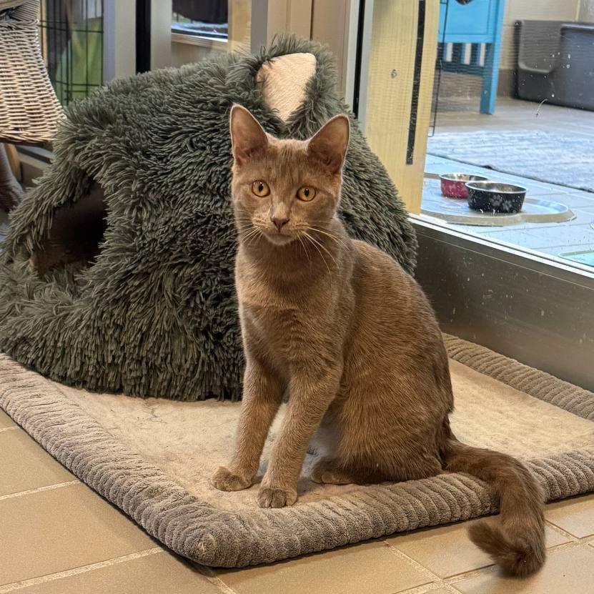 Enlarge Darcy, a Adoptable Domestic Short Hair in Westhampton, NY image 3/6