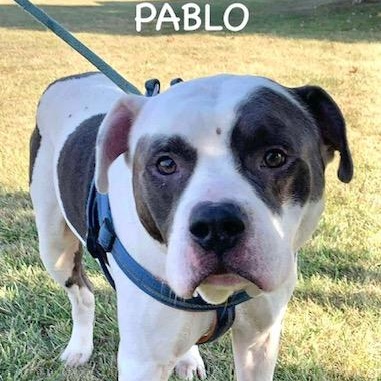 Pablo
