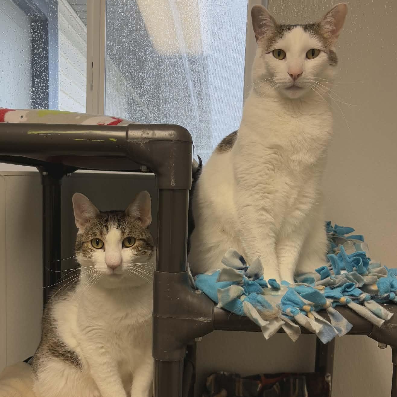 Connor and Murphy (Bonded Pair), ADOPTABLE, Adult Male Domestic Short Hair.