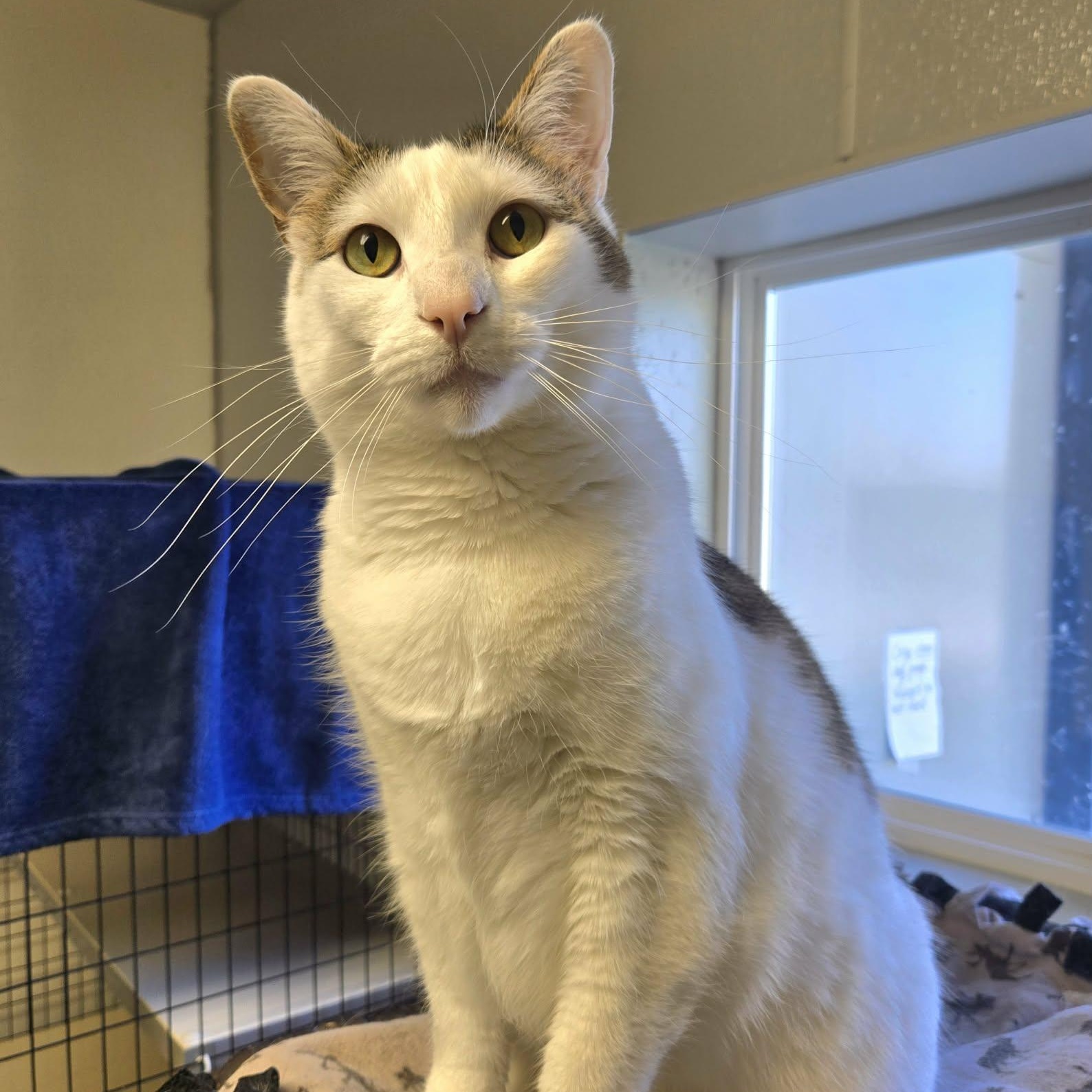 Enlarge Connor and Murphy (Bonded Pair), a Adoptable Domestic Short Hair in Watertown, WI image 3/6